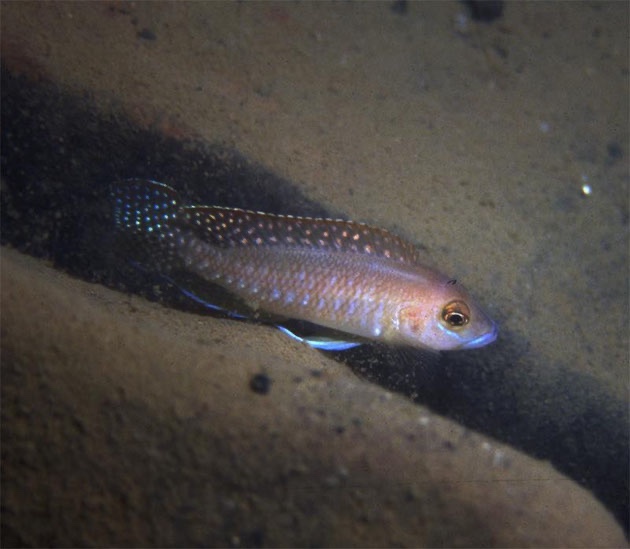 Neolamprologus sp. 'ventralis kasanga' Chituta Bay